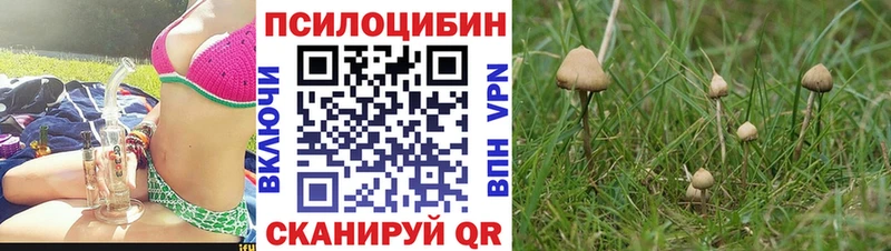 Купить Кирс Галлюциногенные грибы GOLDEN TEACHER